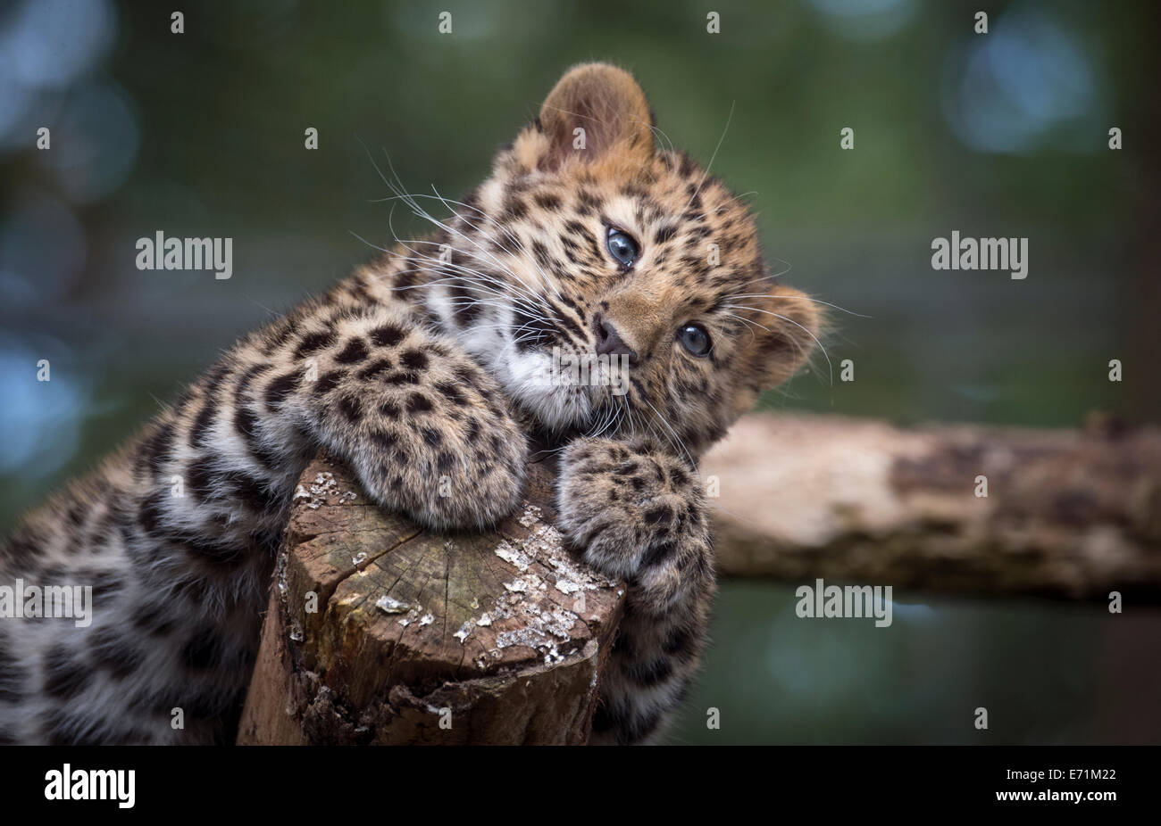 Weibliche Amur Leopard Cub niedlich Stockfoto