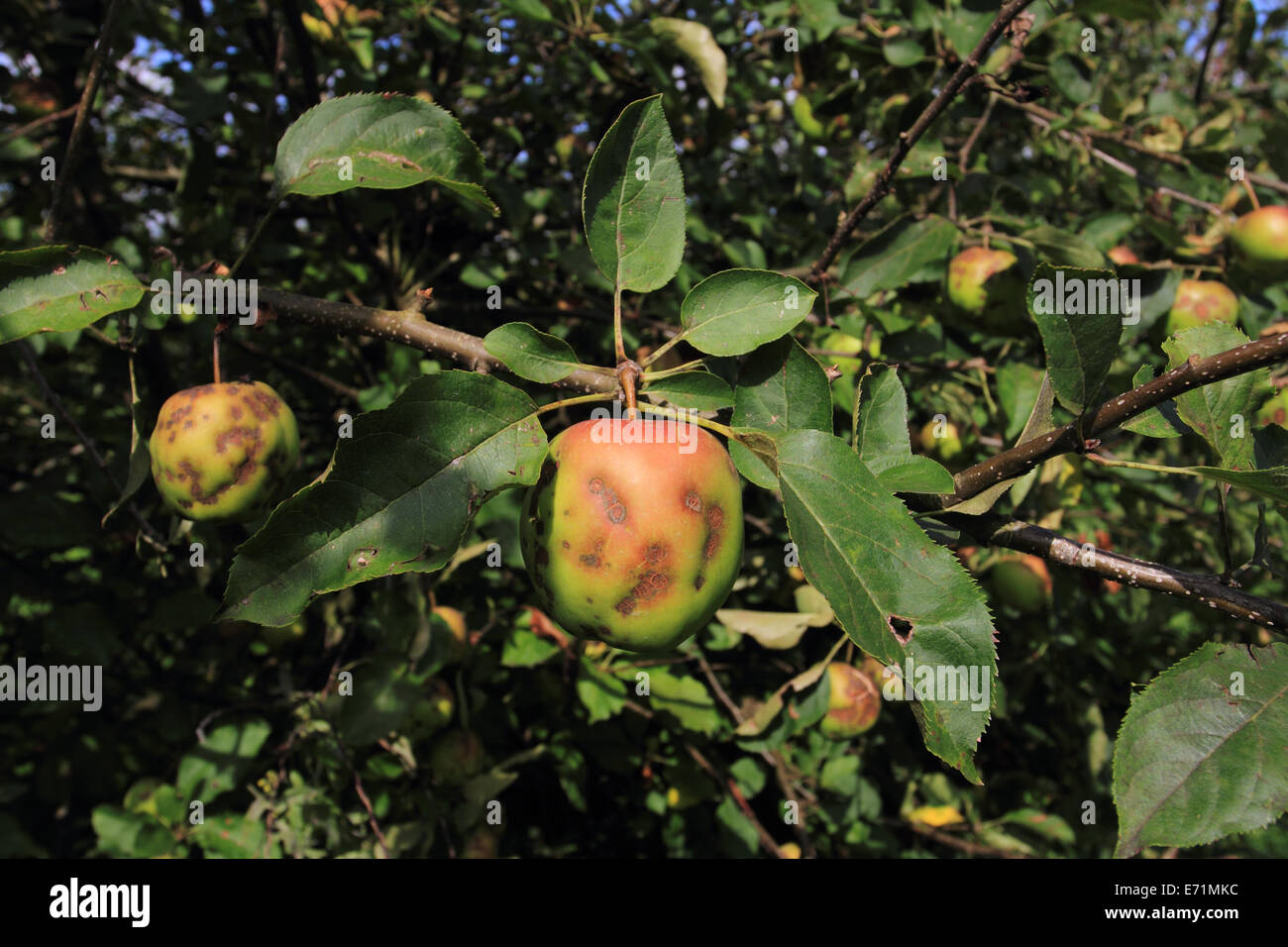 Apfelfarm, Archard, Apfel auf dem Baum, Norfolk, Großbritannien Stockfoto