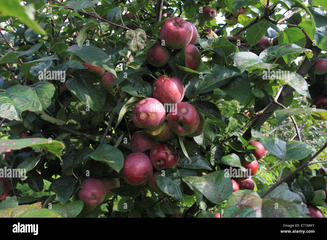 Krankheit-Apfel am Baum, Norwich wählen Sie Ihre eigene Farm, Norfolk, Großbritannien Stockfoto