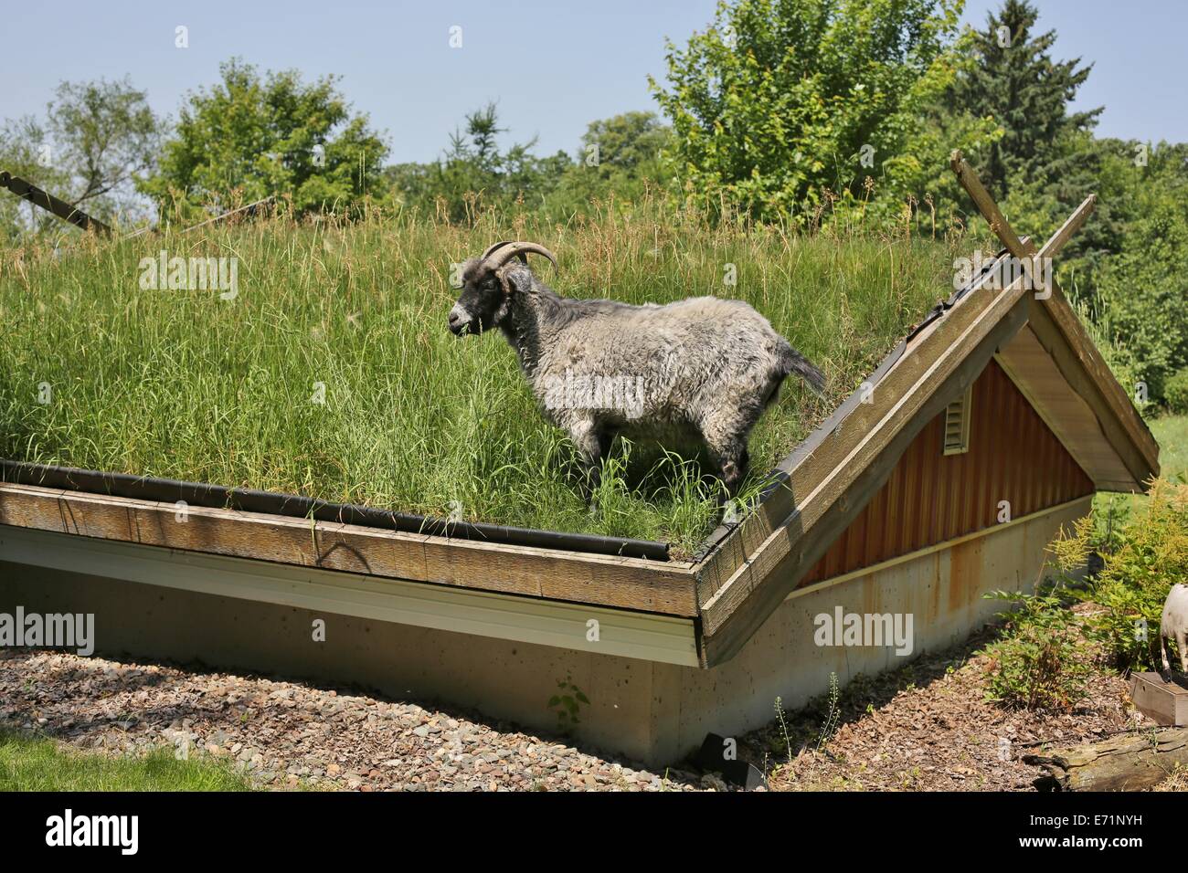 Eine Ziege stehend auf einem Rasen bedeckt Dach. Stockfoto