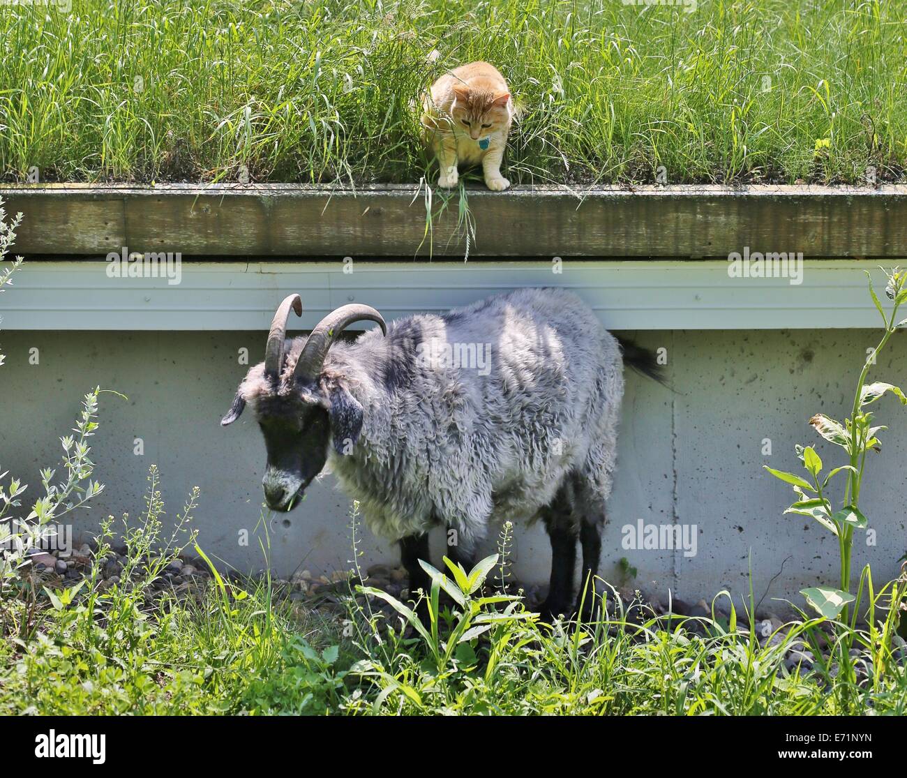 Eine Katze auf einem niedrigen Dach blickte auf eine Ziege unter ihm. Stockfoto