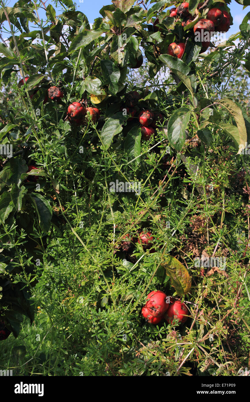 Apple im Baum bei der Abholung Ihre eigenen, Norwich PYO Bauernhof, Norwich, Norfolk, Großbritannien Stockfoto