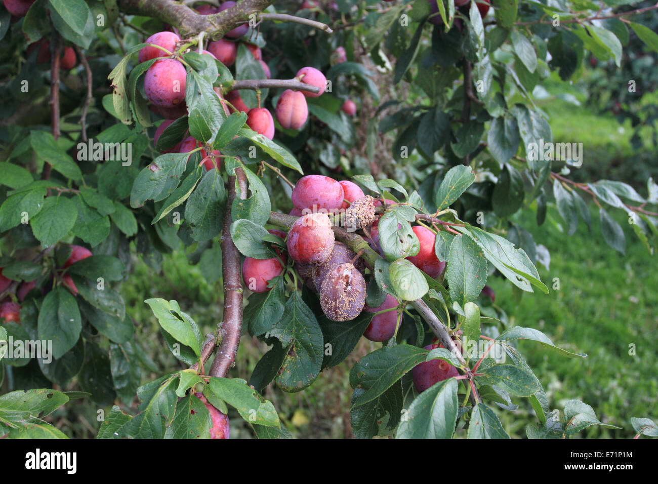 Pflaumen in einem ungepflückten Bauernhof, Norfolk, Großbritannien, gerippt Stockfoto