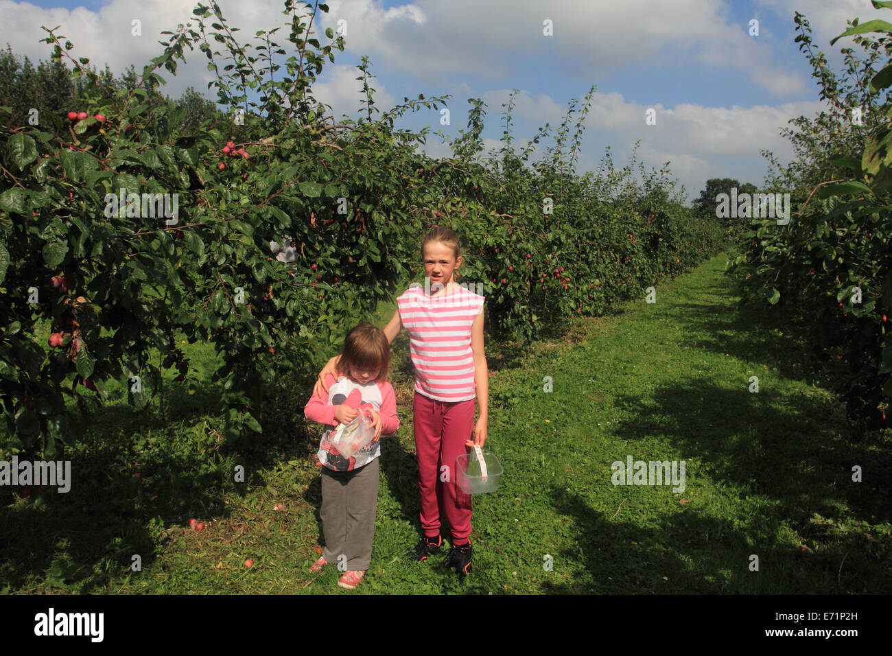 zwei Schwestern wählen Sie Ihr eigenes Obst, Norwich PYO Farm, Norwich, Norfolk, Großbritannien Stockfoto