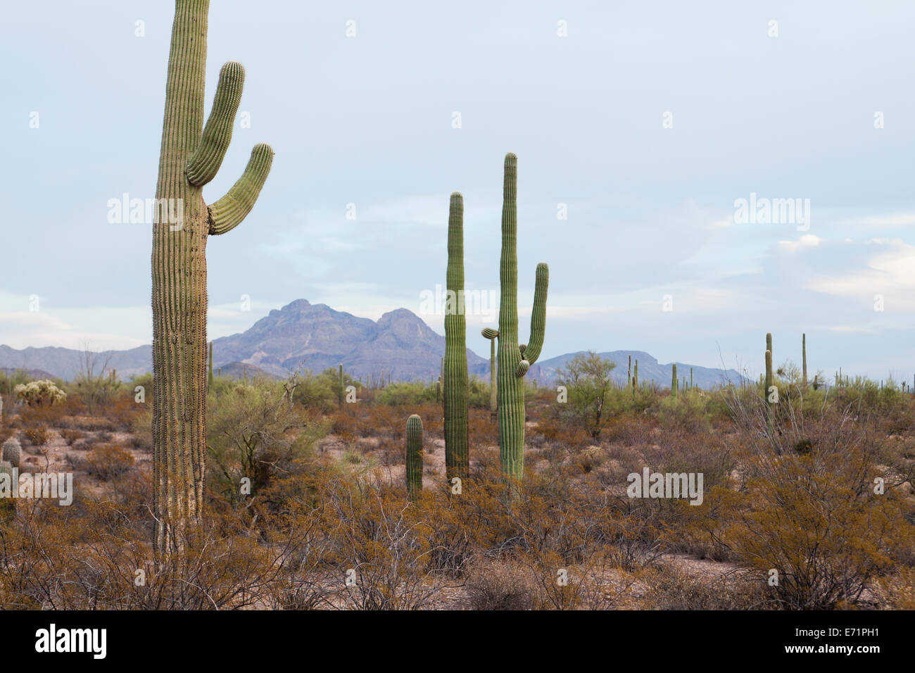 Saguaro-Kaktus-Feld - Saguaro National Park, Arizona USA Stockfoto