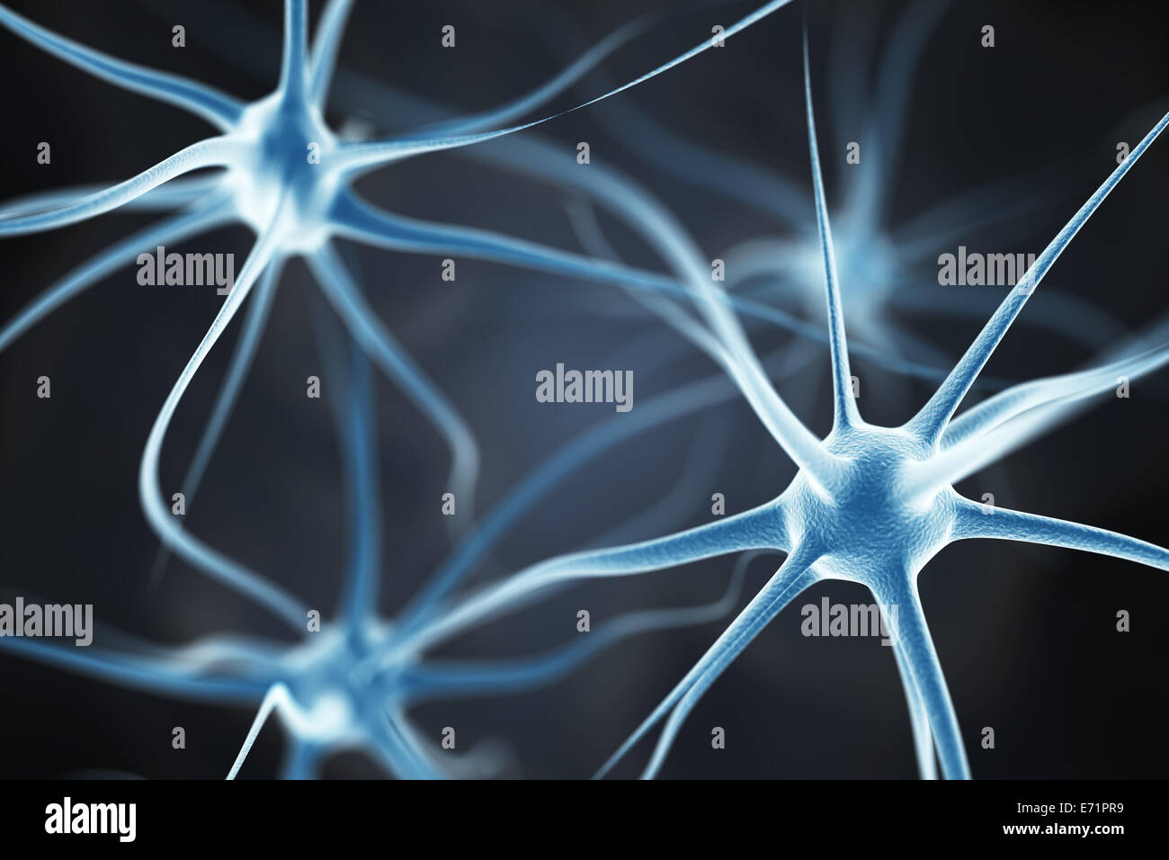 Nervenzellen im Gehirn Stockfoto