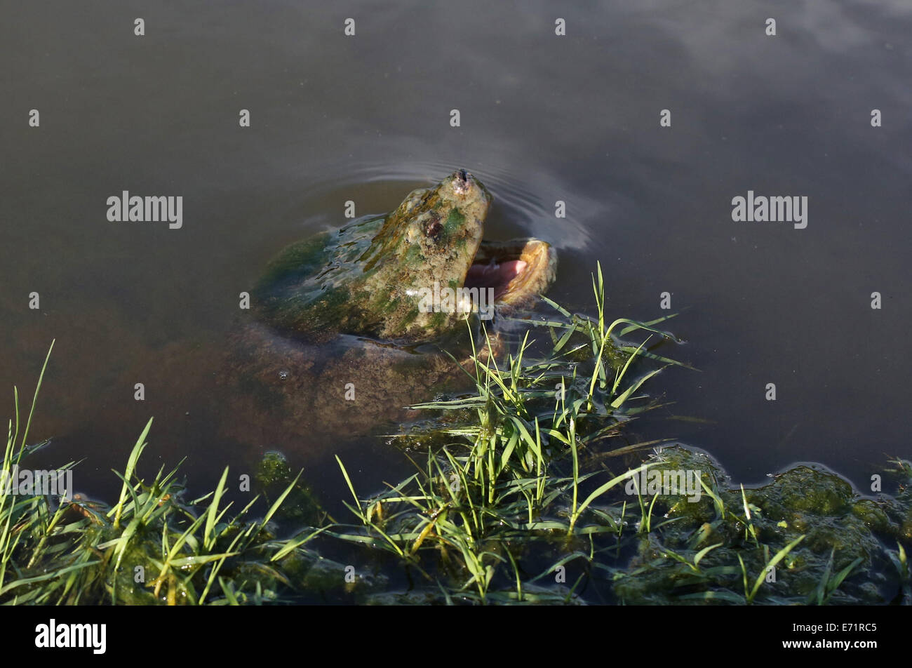 Eine Schnappschildkröte in Wasser mit offenem Mund. Stockfoto