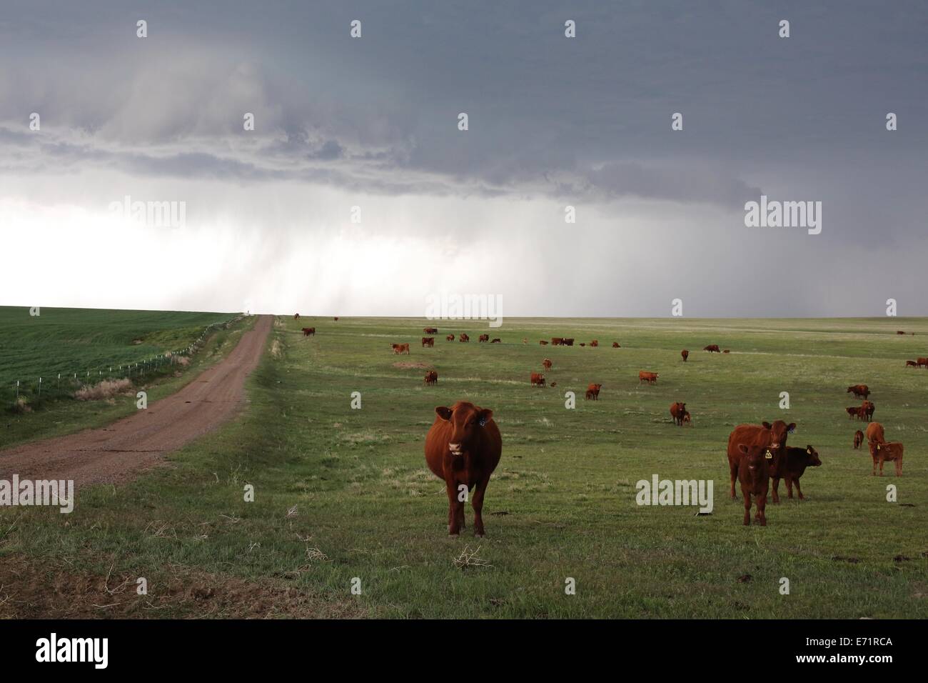 Kühe in einem Feld in Ost-Colorado mit einem Sturm im Hintergrund. Stockfoto