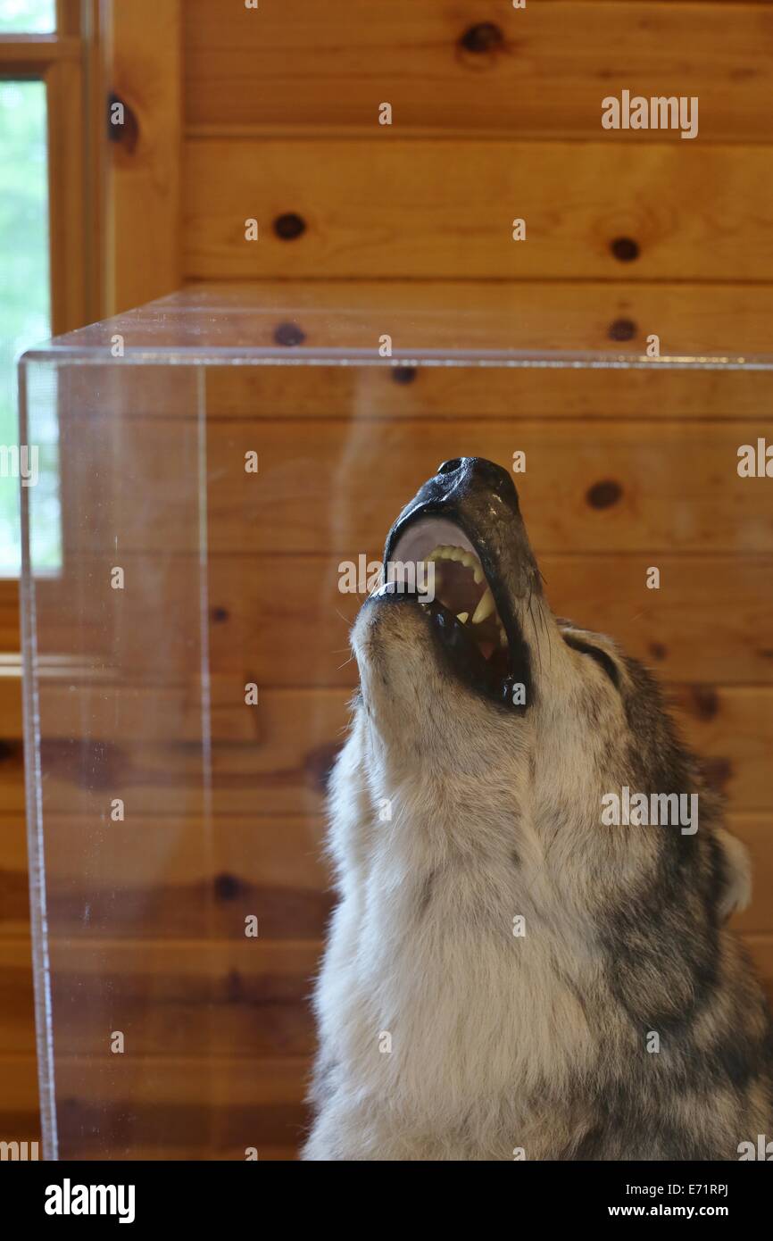 Präparatoren Wolf in einem Glaskasten. Stockfoto