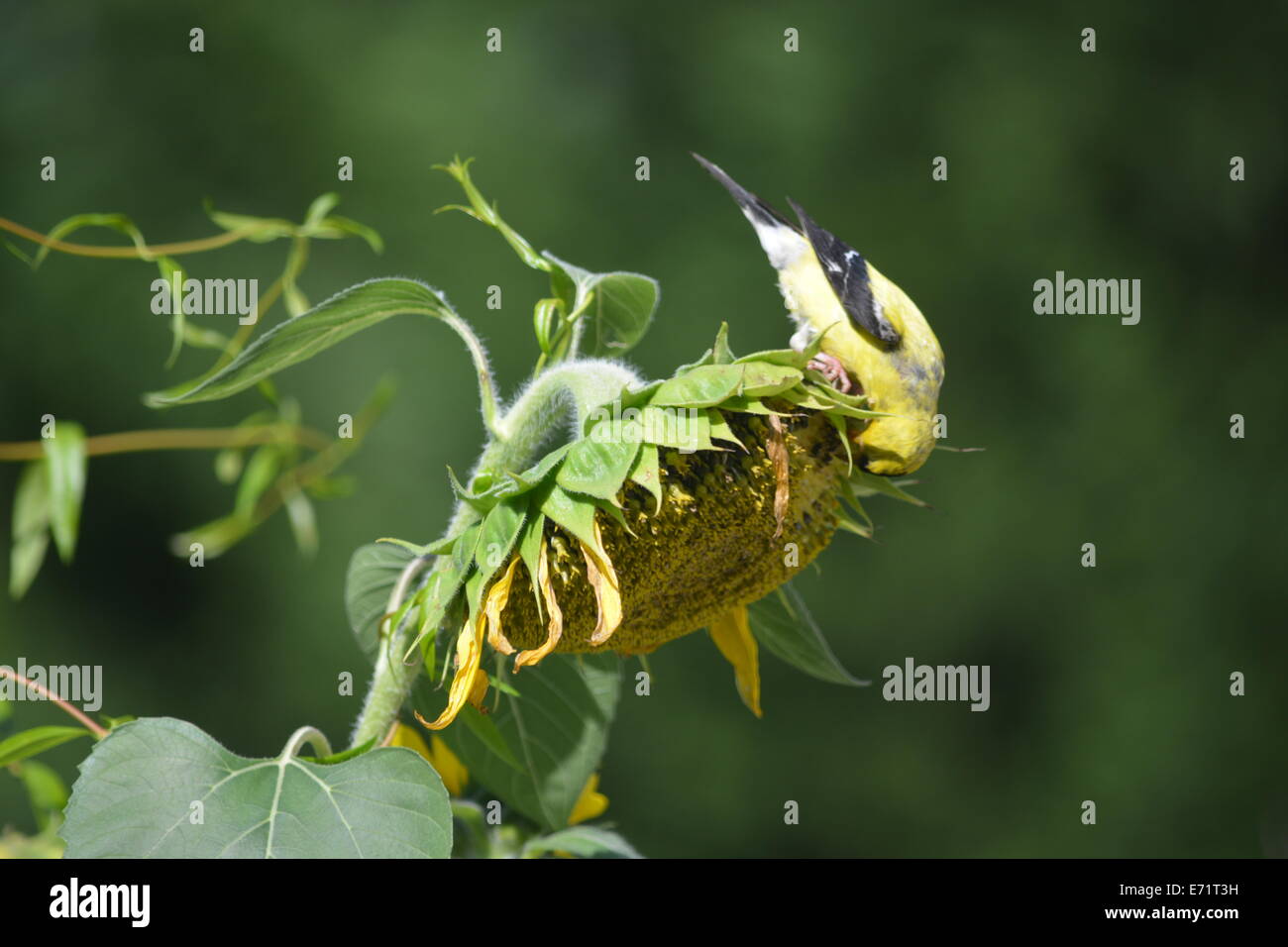 Stieglitz auf Sonnenblume Stockfoto