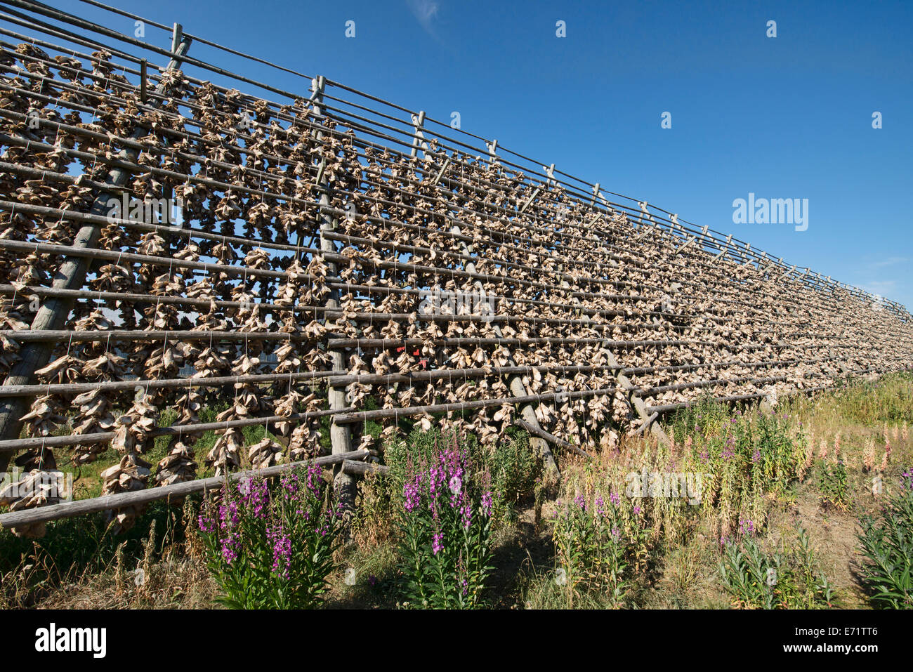 Arktischen Kabeljau Köpfe Trocknung auf Gestellen in der Nähe von Svolvaer auf den Lofoten, Norwegen Stockfoto