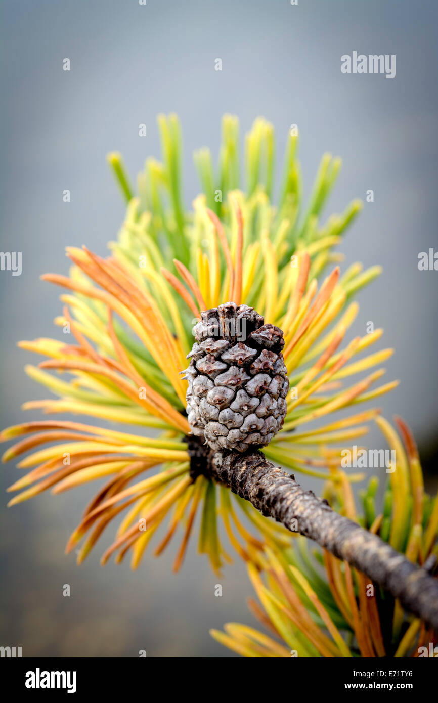 Tannenzapfen auf einem Ast der Kiefer Stockfoto
