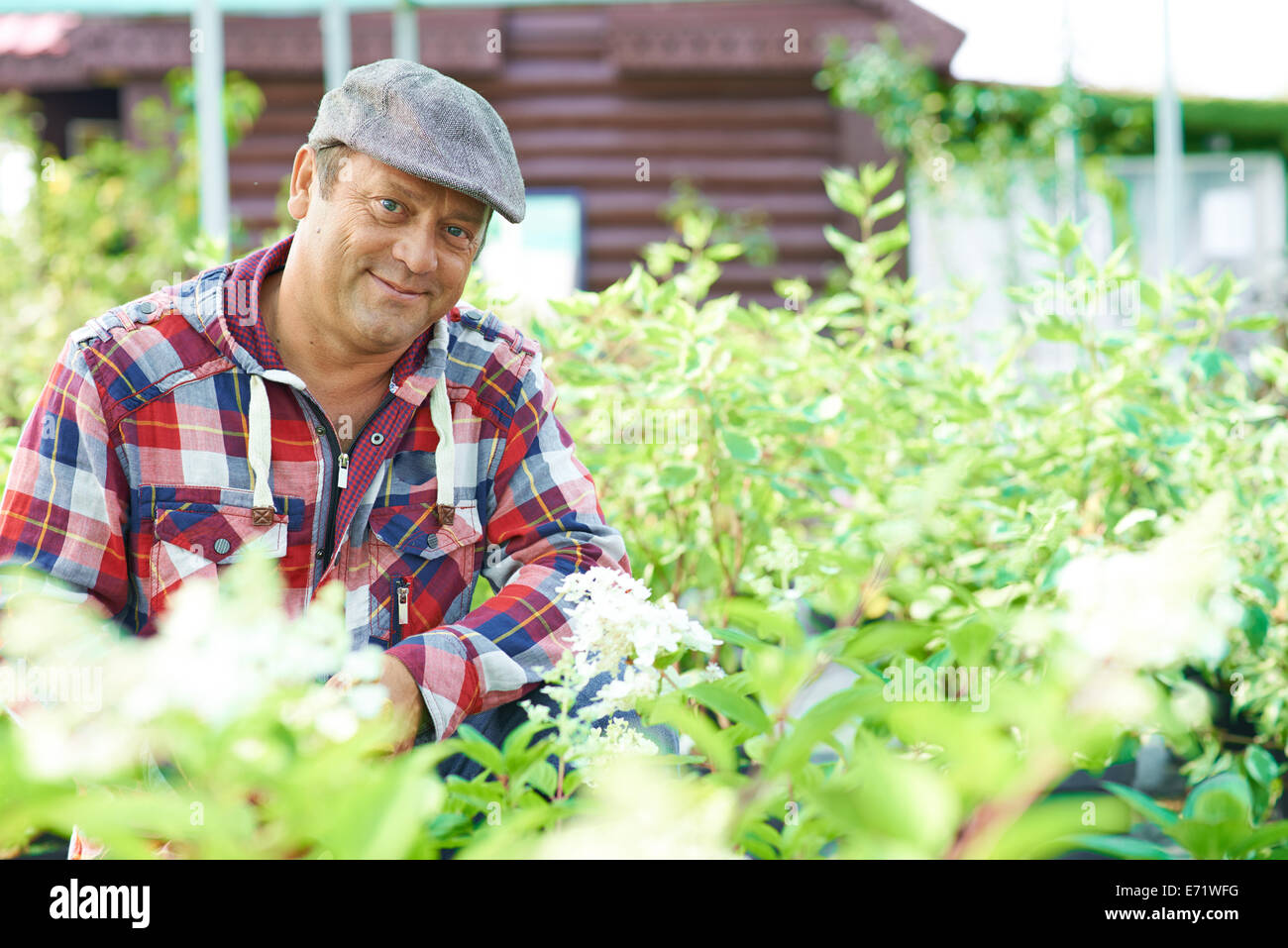 Ältere männliche Gärtner, Blick in die Kamera unter den grünen Büschen Stockfoto