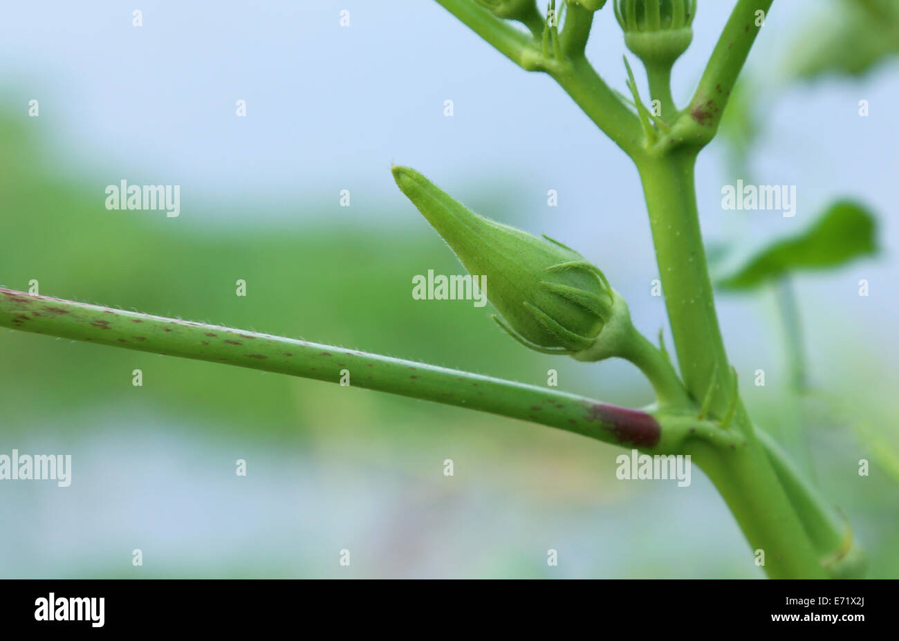 Junge Ladys Finder in der Natur Stockfoto