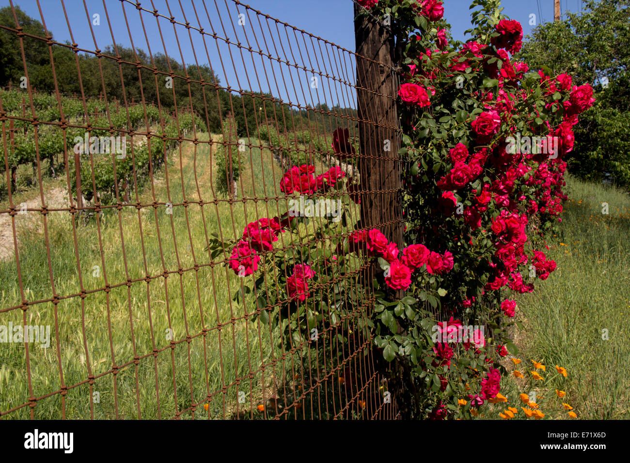Busch auf einem Zaun neben einem Weinberg, Napa, Kalifornien, Vereinigte Staaten, Nordamerika stieg. Stockfoto