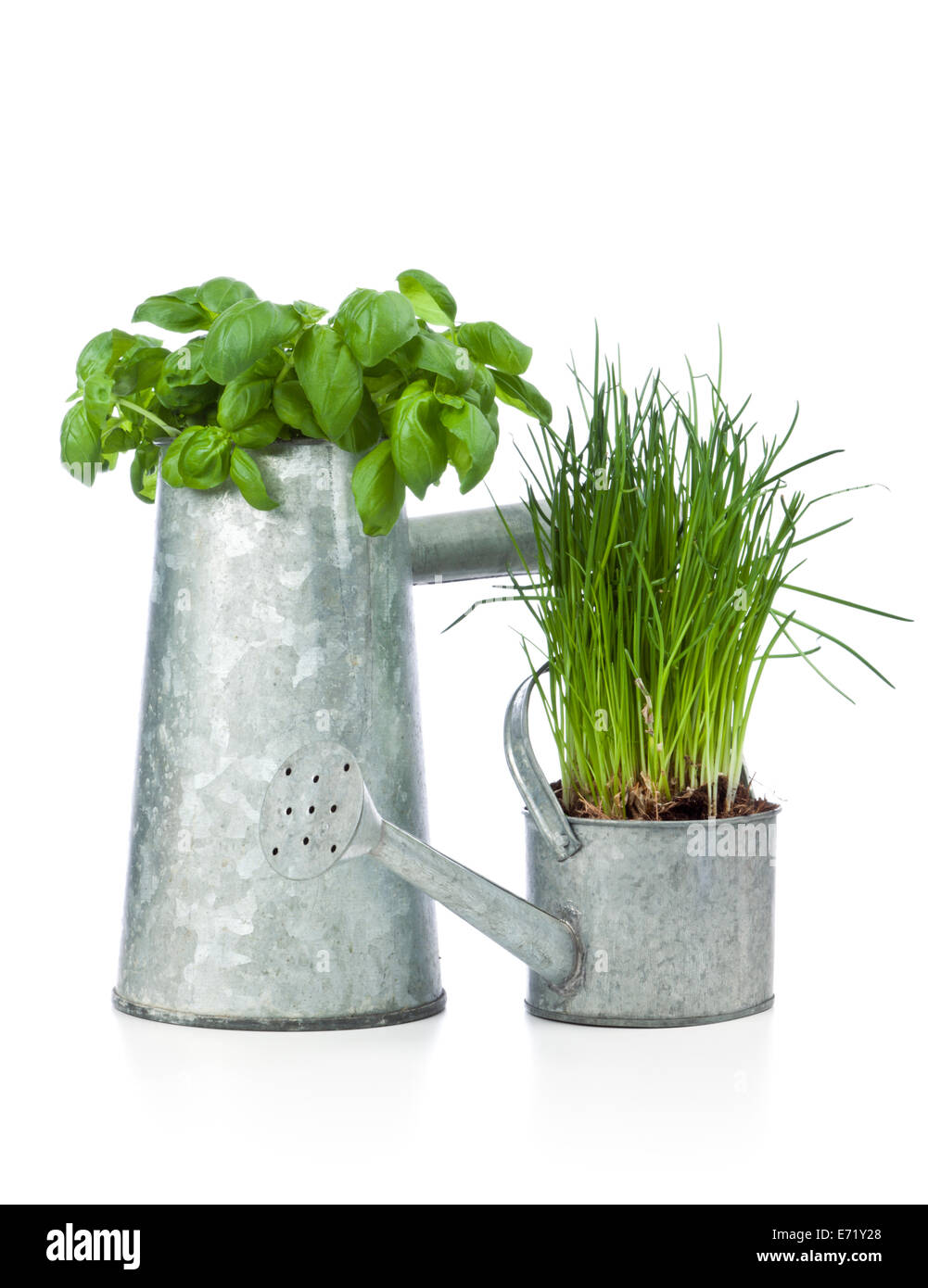 Basilikum und Schnittlauch Pflanzen Topfpflanzen in Gießkannen isoliert auf weißem Hintergrund Stockfoto