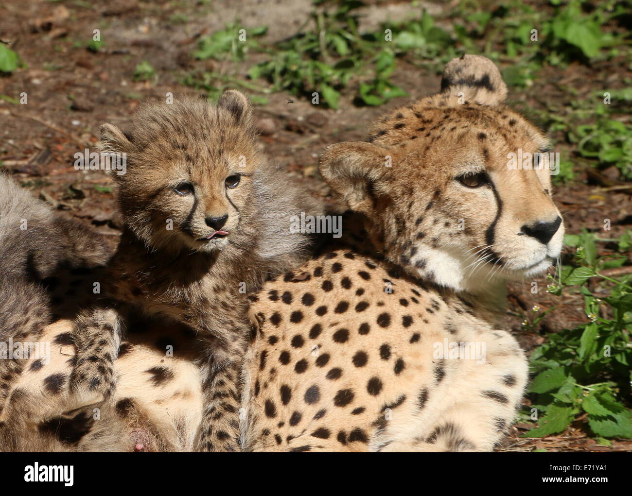 Reife Frauen Cheetah (Acinonyx Jubatus) mit einem ihrer jungen Stockfoto