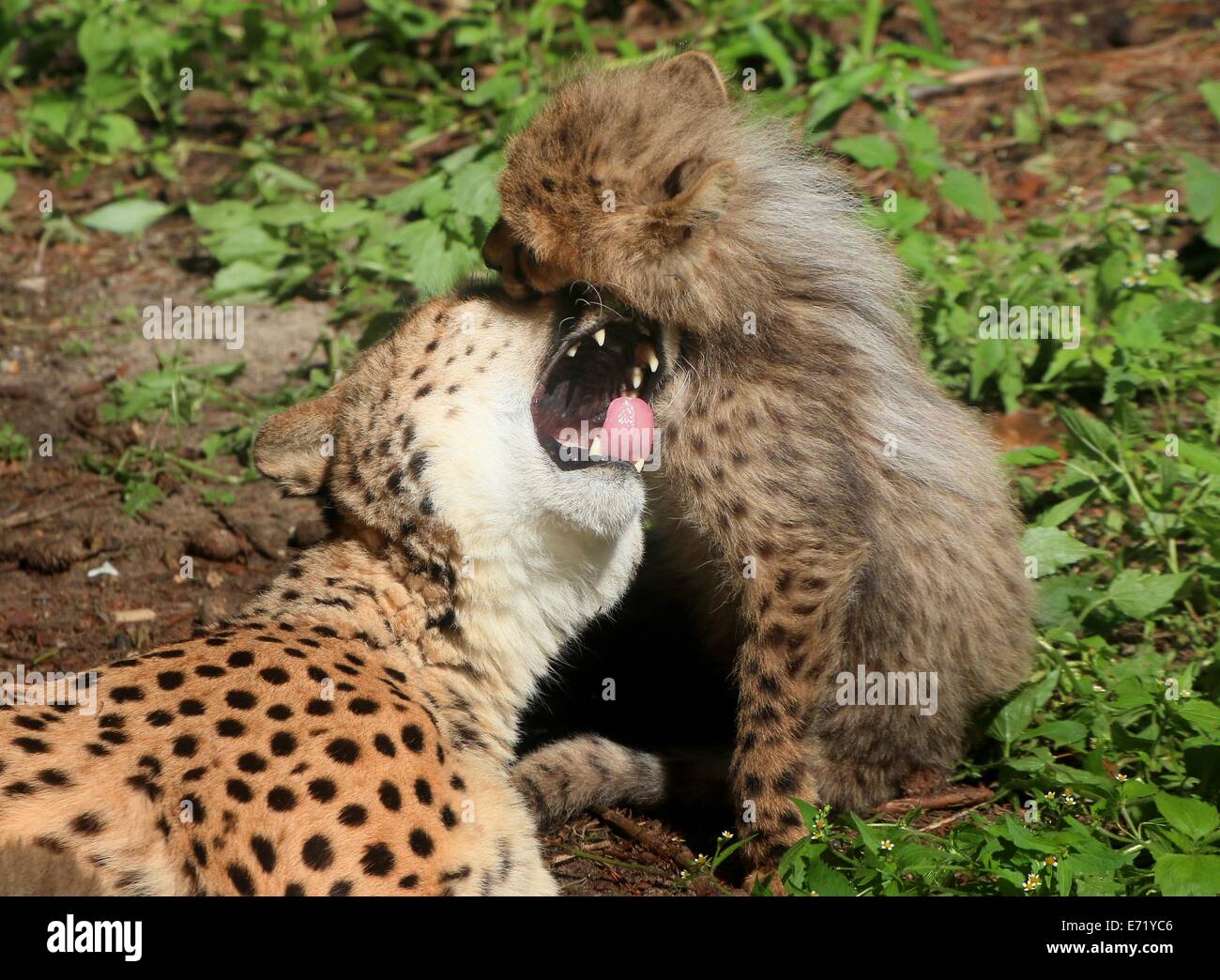 Ältere weibliche Cheetah (Acinonyx Jubatus) mit einem verspielt und spielerisch wenig cub Stockfoto
