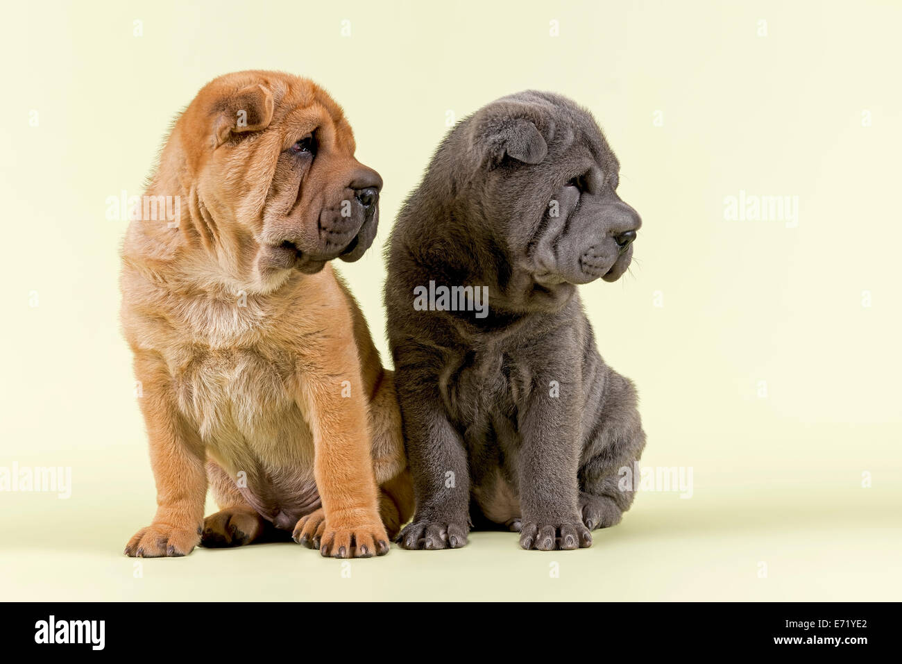 Zwei Shar Pei Welpen, 8 Wochen alt, Männchen, rot und blau Stockfoto