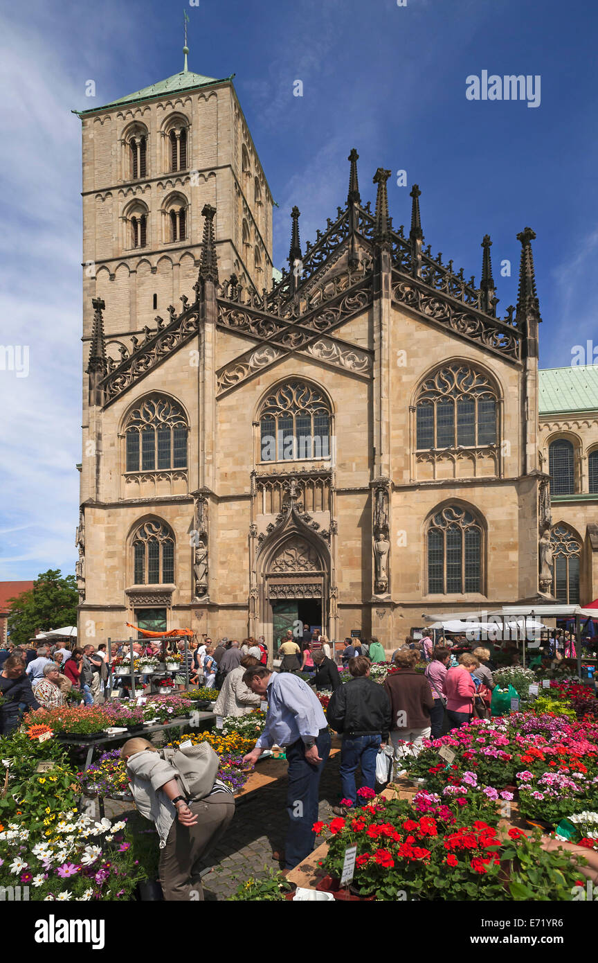 Markttag in Domplatz Quadrat, auf der Rückseite Münster Dom, St.-Paulus-Dom, 14. Jahrhundert, Münster, Münsterland Stockfoto