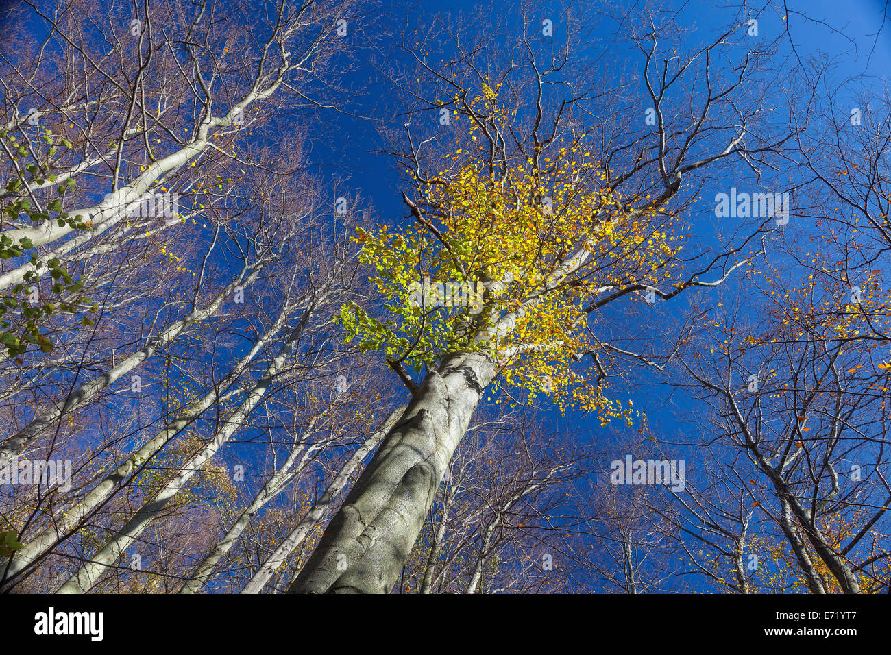 Buche (Fagus SP.) mit dem Rest der Blätter im Herbst, Sachsen-Anhalt, Deutschland Stockfoto