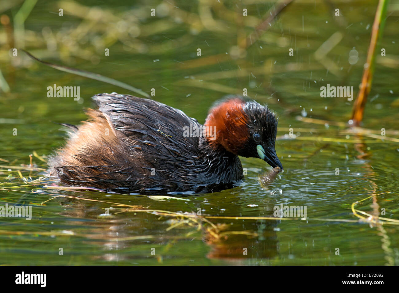 Wenig Grebe (Tachybaptus Ruficollis), Tirol, Österreich Stockfoto