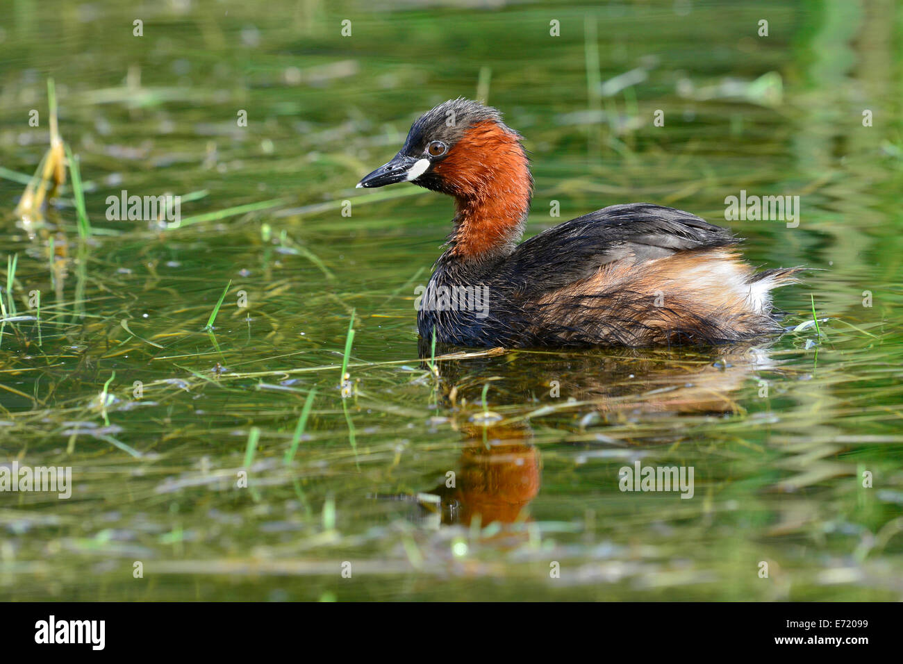 Wenig Grebe (Tachybaptus Ruficollis), Tirol, Österreich Stockfoto