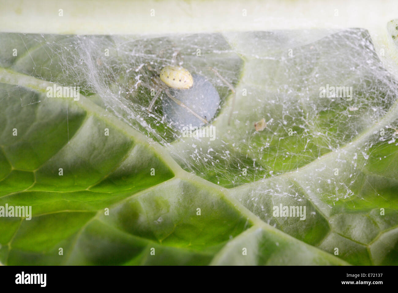 Spinne mit Ei Sac im Web unter ein Blatt, Wales, UK Stockfoto