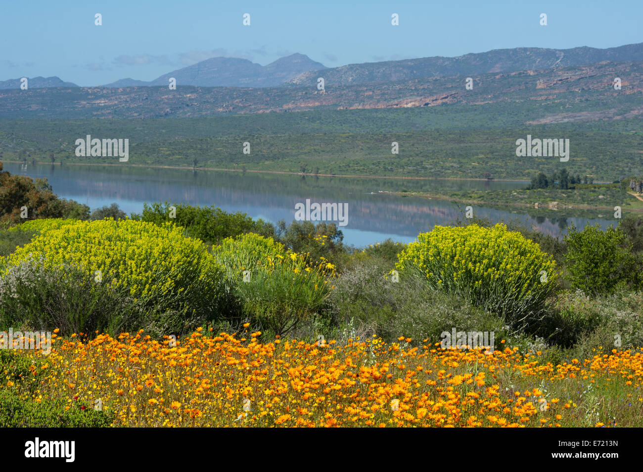 Ramskop Wildblumen Garten bei Clanwilliam Damm, Clanwilliam, Südafrika Stockfoto