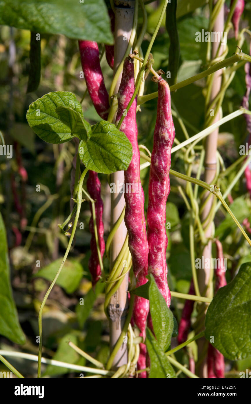 Barlotti Bohnen wachsen auf Zuteilung Stockfoto