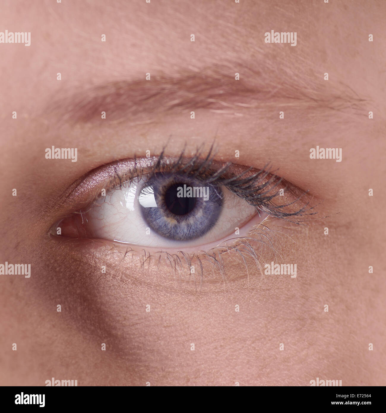 Nahaufnahme eines menschlichen weiblichen blauen Auges Stockfoto
