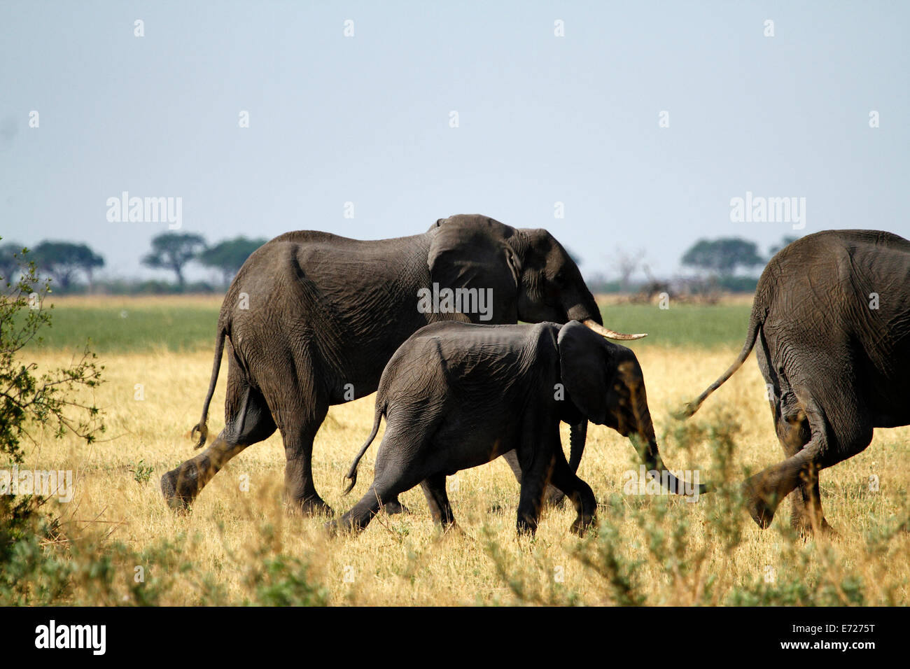 Afrikanische Elefanten, landen der weltweit größte Säugetier, Zucht Herde zusammen auf der Suche nach frischen Lebensmitteln & Wasser unterwegs Stockfoto