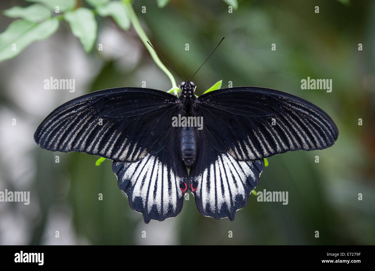 große schwarze Butterdly ruht auf Blatt Stockfoto