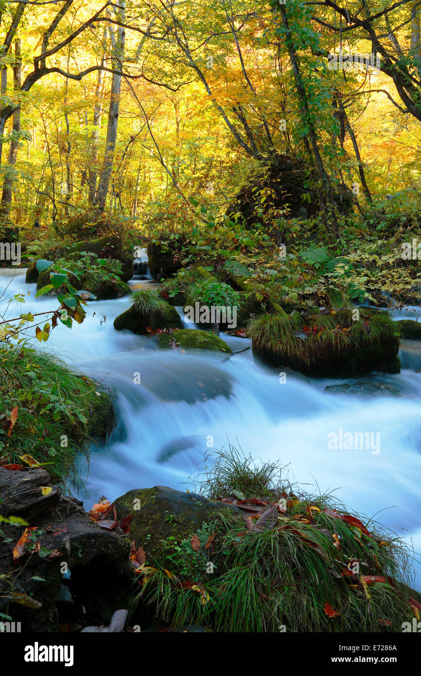 Herbstliche Farben des Oirase Fluss, befindet sich in der Präfektur Aomori Japan Stockfoto