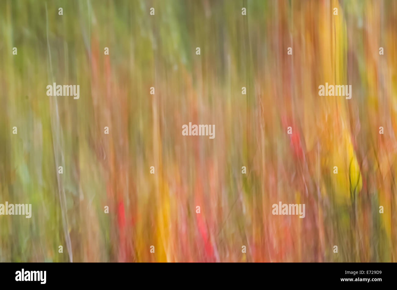 Herbstwald Farben defokussierten Hintergrund Stockfoto