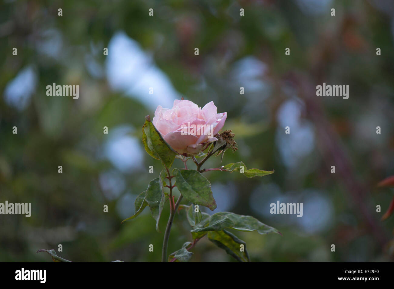 Rosa rose auf Stamm, grüner Hintergrund Stockfoto