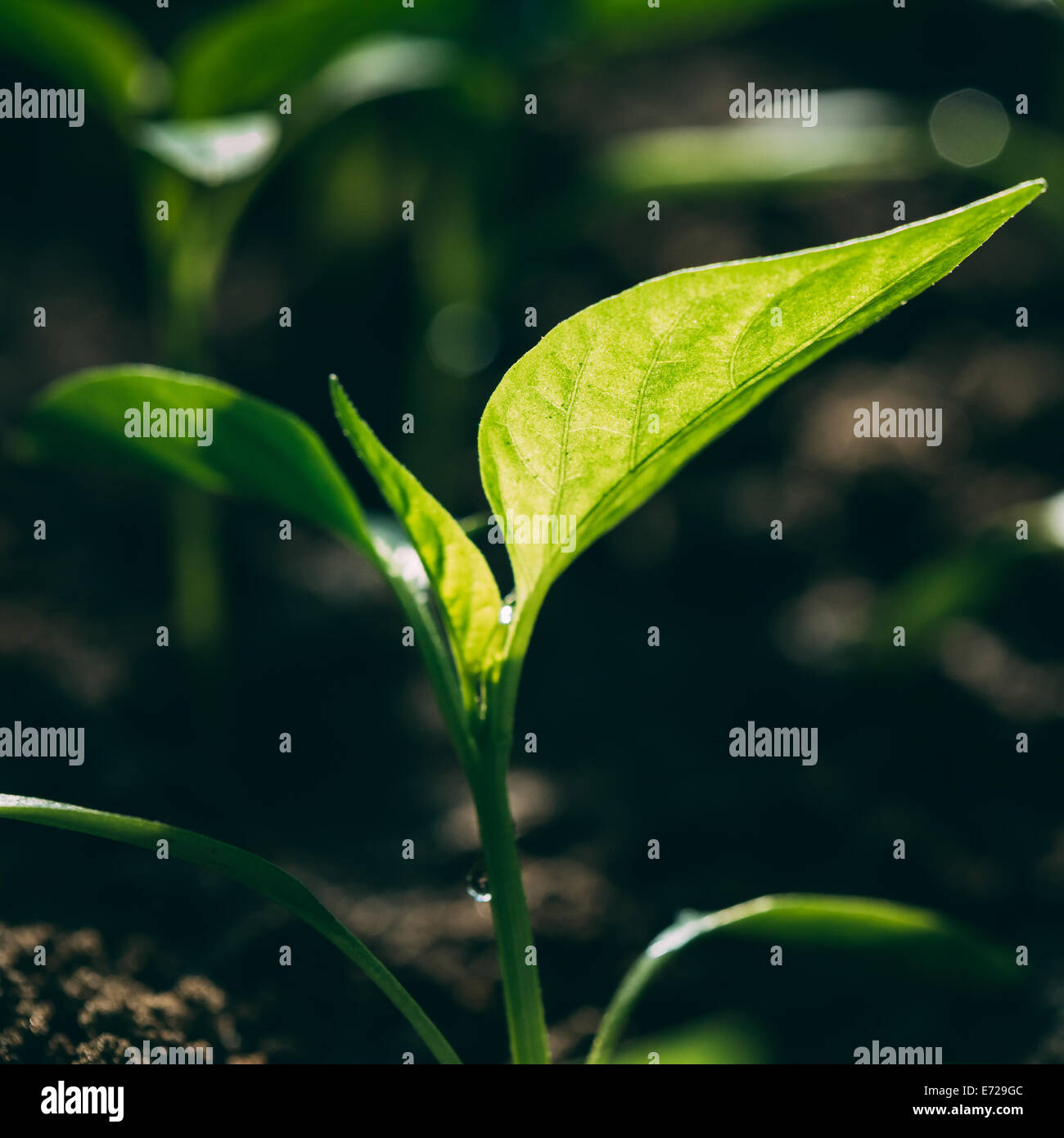 Grün sprießen aus Samen wachsen. Frühling-Symbol, Konzept des neuen Lebens Stockfoto