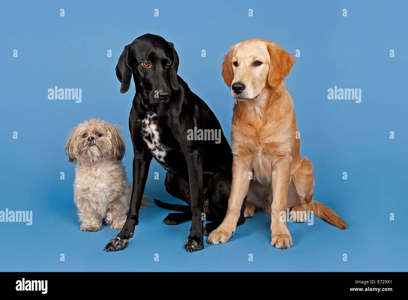 Animals Shih Tzu Stockfotos Und Bilder Kaufen Seite 2 Alamy