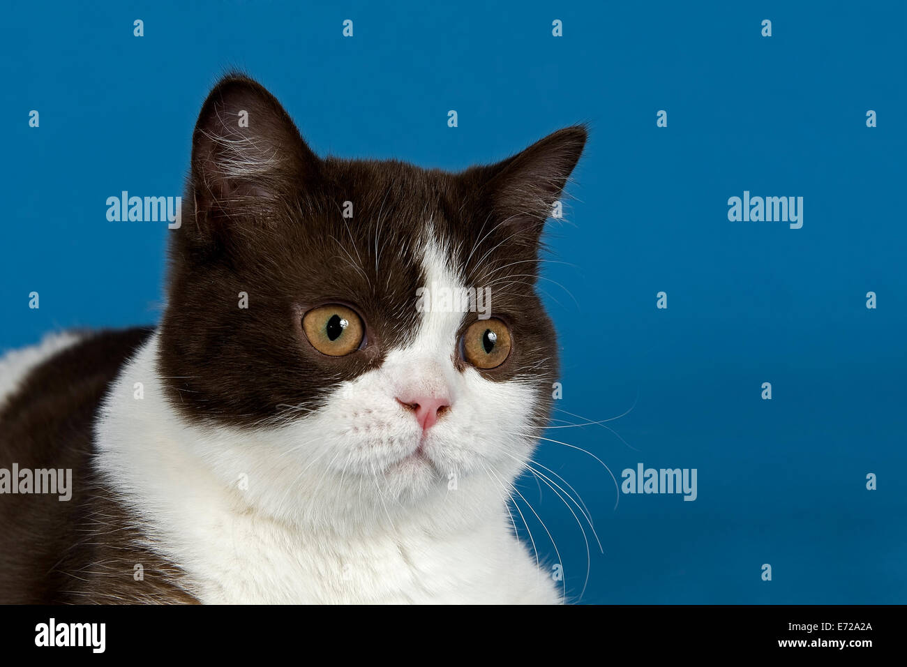 Britisch Kurzhaar Katze, 5 Monate, Chocolate White Bicolor Stockfoto