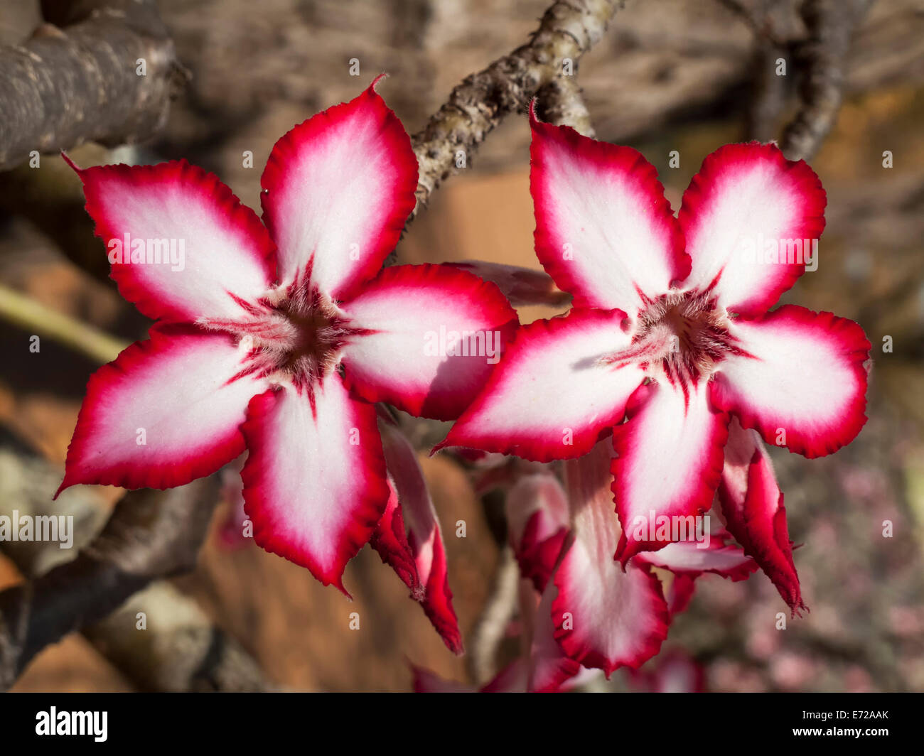 Impala-Lilie (Adenium Multiflorum), Krüger Nationalpark, Südafrika Stockfoto