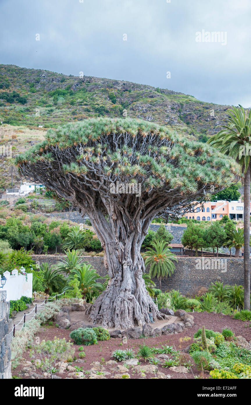El drago milenario -Fotos und -Bildmaterial in hoher Auflsung  Alamy