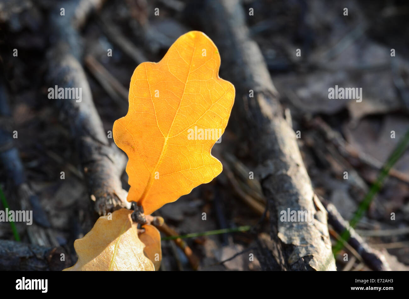 Nahaufnahme, gelbe Eichenblatt fallen Stockfoto