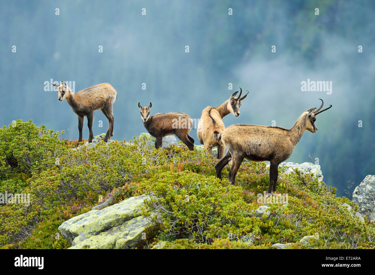Gruppe Gämsen (Rupicapra Rupicapra) mit Welpen, Berner Oberland, Schweiz Stockfoto