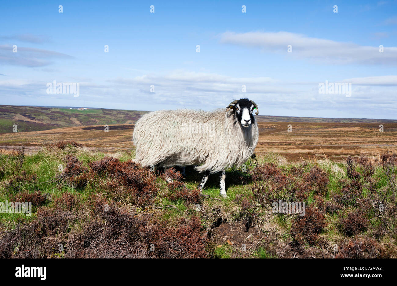 Ein Swaledale, die Schafe auf Rosedale anlegen Stockfoto