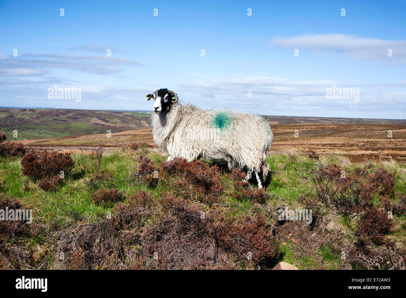 Ein Swaledale, die Schafe auf Rosedale anlegen Stockfoto