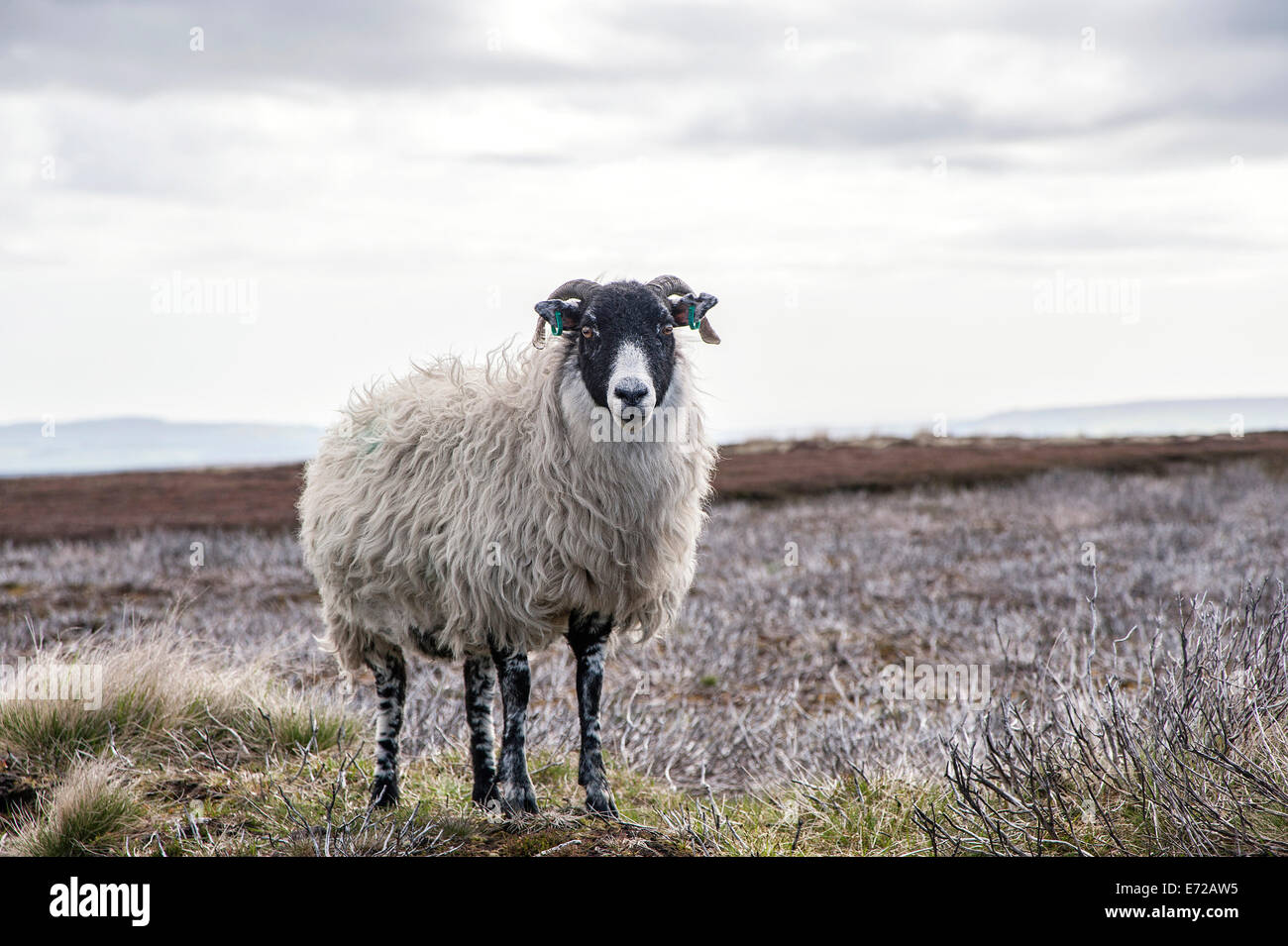 Ein Swaledale, die Schafe auf Rosedale anlegen Stockfoto