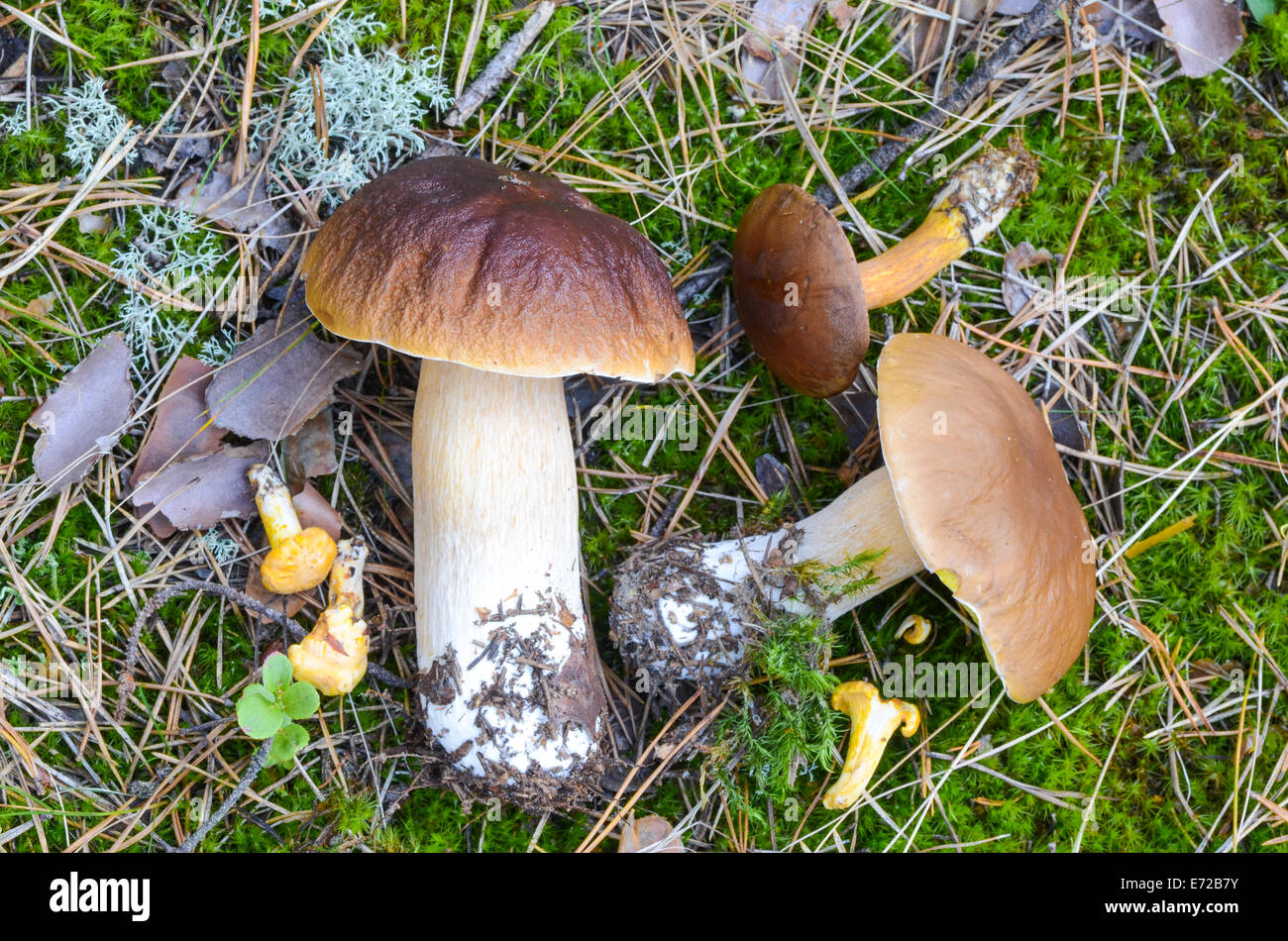 Nahaufnahme, Steinpilze Pilz im herbstlichen Wald Stockfoto