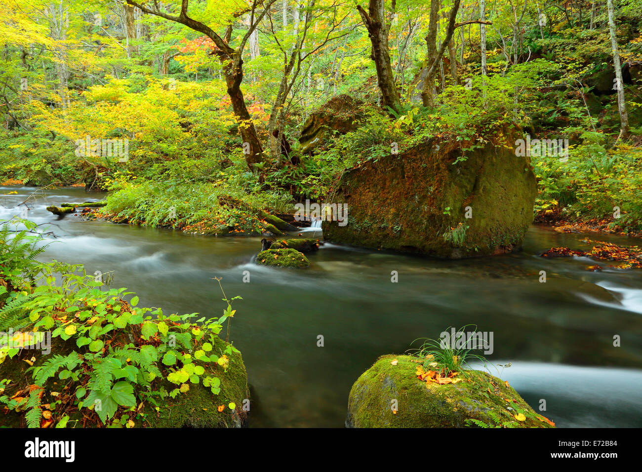 Herbstliche Farben des Oirase Fluss, befindet sich in der Präfektur Aomori Japan Stockfoto
