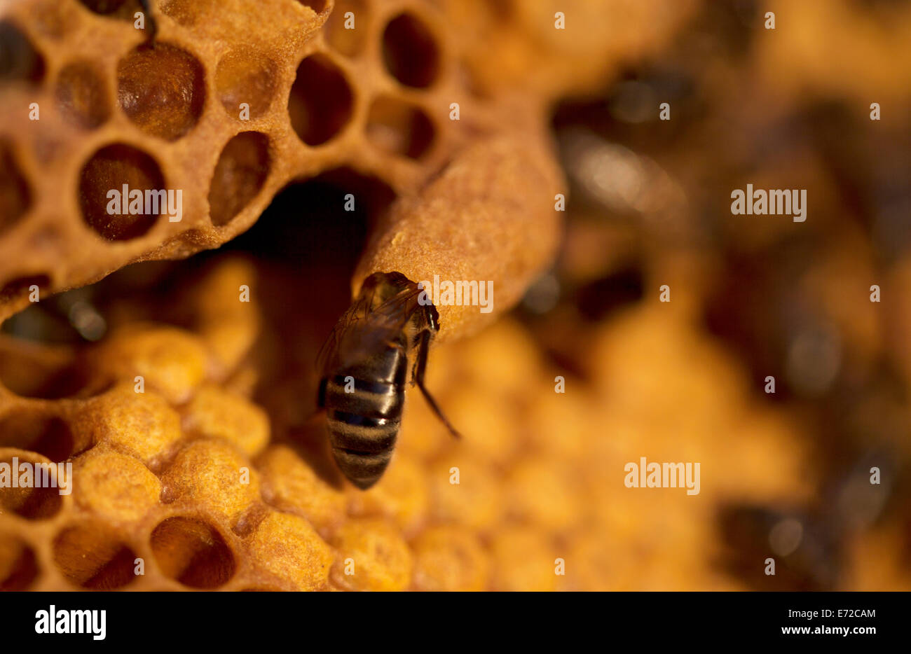 Eine Krankenschwester Biene kümmert sich ein Queen Bee Ei eine Königin-Cup in der Imkerei Puremiel Imker in Arcos De La Frontera, Spanien Stockfoto