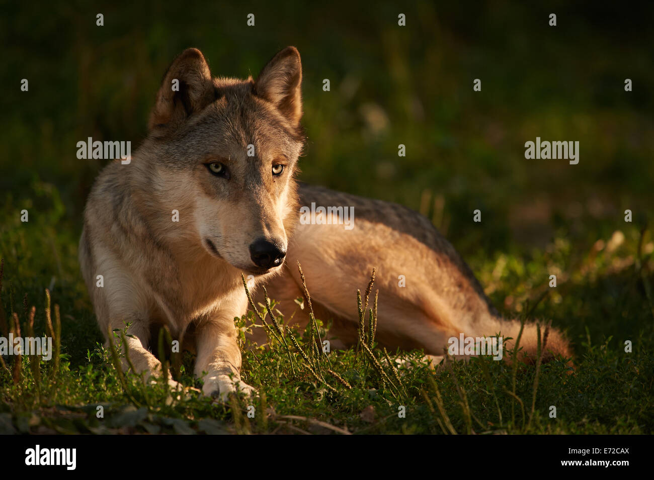 Grau oder graue Wolf (Canis Lupus) ruht auf dem Rasen Stockfotografie